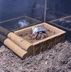 Hermit Crab Pool Log Tank Decoration Ornament Hermit Crab Decor Toys Supplies