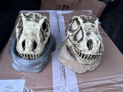 Reptiles Habitat accessories Food & Water Bowl Skulls Comes without Boxes