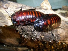 20 pairs A. insignis 1.5″+ ,dubia alturnative feeder insect