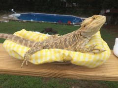 CHECKERED YELLOW LRG RESTING BED SET COVER ONLY NO FRAME BED 4 BEARDED DRAGON