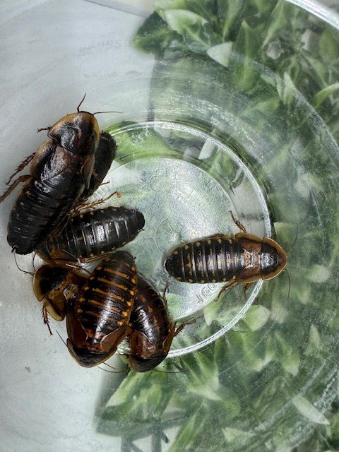 Dubia Feeder Roaches Arboreal Attitudes LLC (Blaptica Dubia)