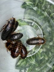 Dubia Feeder Roaches Arboreal Attitudes LLC (Blaptica Dubia)