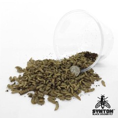 Reptile Food – LIVE Black Soldier Fly Larvae (Large)