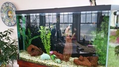 large custom 180 Gallon glass reptile terrarium + wood stand with storage 