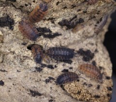 10+ Ct PORCELLIO SCABER ‘Lava’ Isopods
