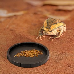 2PCS Reptile Shallow Water Dish Plate Tortoise Food Feeding Bowl Small Pet Gift