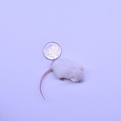 40 Frozen Feeder Mice Hoppers Mice -FREE S&H -MiceDirect! Rodents Reptiles Snake