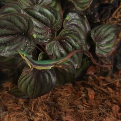 Fake Reptile Plants for Reptile Terrarium Plants, Fake Arrowhead Plants Red