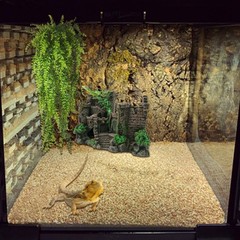 Reptile Resin Castle Decoration,Bearded Dragon Habitat Accessories Crested Gecko