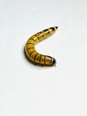 1000 Live Superworms Free Shipping 1.5”