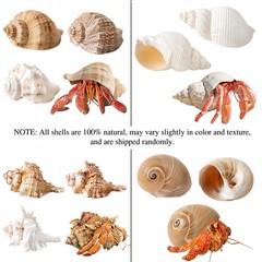 4 PCS Large Hermit Crab Shells 2~3.5Inch Natural Hermit Crab Shells 1~1.5Inch Op
