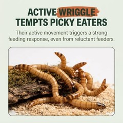 Large Superworms 1.5-2 inch Live Feeder Insects | FREE SHIPPING & Live Arrival