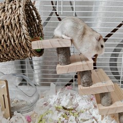 Hamster Climbing Ladder Wood Stair Hanging Hammock Set Molar Toys Cage