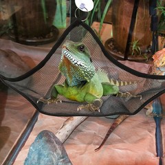 2Pcs Durable Mesh Reptile Hammock Black Pet Swing for Lizards Snakes