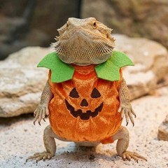 Thrills & Chills Pumpkin Costume Bearded Dragon Reptile Small Pet Halloween New