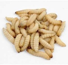 50 Live Waxworms & 100 Mealworms Pet Reptile Insect Feeder Healthy Food Combo