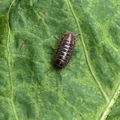 Different Variety Isopods Bioactive