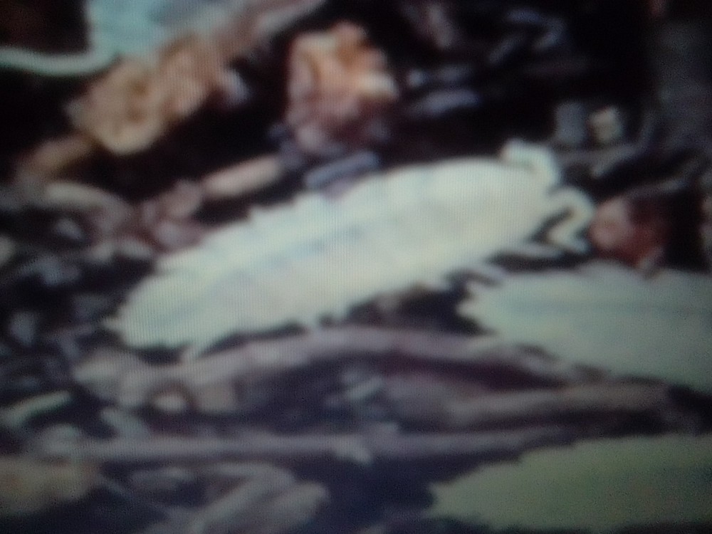 Dwarf white isopod (trichorhina tomentosa) l00+