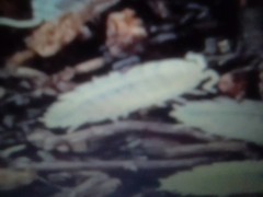 Dwarf white isopod (trichorhina tomentosa) l00+