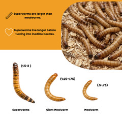 TC INSECTS Live Superworms Feeder Insects for Reptiles Amphibians Birds & More