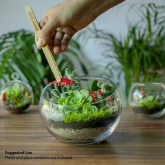 DIY Small Terrarium Kit – Perfect Gift for Plant Lovers