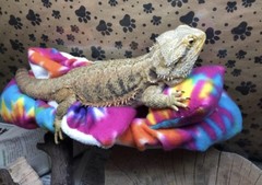 TYE DYE PRINT LARGE ATTACHABLE RESTING BED SET SOFT COVER 4 BEARDED DRAGON