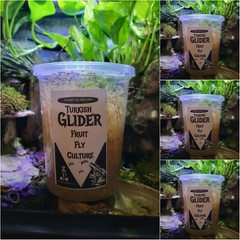 Turkish Gliders Fruit Fly 4 PACK cultures Dart Frog Food Reptile Food