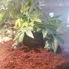 Reptile Rock Hideout CaveTortoise Hide CavesResin Hides ShelterReptile Green …