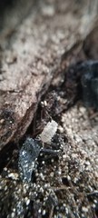 Pied Dwarf Borneo Gators Reductoniscus Tuberculatus Isopods 6 count