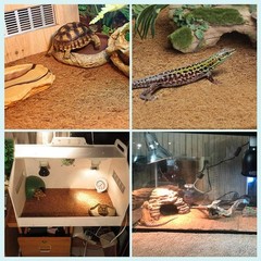 Reptile Carpet Natural Coconut Fiber Tortoise Lizard Mat,3 Pack Pet Terrarium…