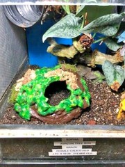 Arboreal Attitudes Weighted Ground Hides For Terrariums And Cages For Reptiles