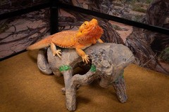 Non-Porous Gnarled Root for Reptile Enclosures – 3.94 lbs, Easy Maintenance