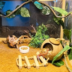 Crested Gecko Coconut Hide,Leopard Gecko Coco Hut Hideout Cave with Ladder,Re…
