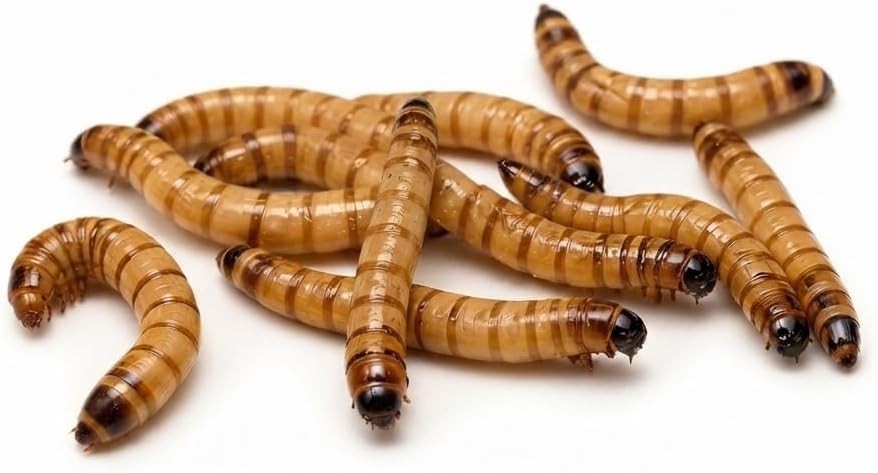 TC INSECTS Medium Superworms 1-1.5 inch Live Feeders for Reptiles Birds & Amphi