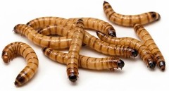 TC INSECTS Medium Superworms 1-1.5 inch Live Feeders for Reptiles Birds & Amphi