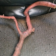 Pacific Madrone Arbutus Teranium Branch Reptile Bird Habitat