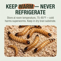 TC INSECTS Large Superworms 1.5-2 inch Live Feeders for Reptiles Birds & Amphib
