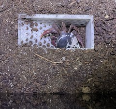 Hermit Crab Tank Decor Underground Hideout Cave Accessories Supplies Decorations