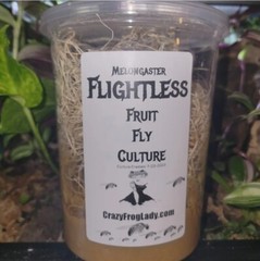 Flightless Fruit Fly 2 PACK cultures Dart Frog Food Reptile Food Crazy Frog Lady