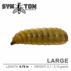 Reptile Food – LIVE Black Soldier Fly Larvae (Large)