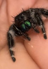 Jumping Spider Black & White with Iridescent Green Chelicerae Markings