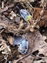 15+ Dairy Cow Isopods (Porcellio Laevis)