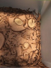 100 + Super Mealworms