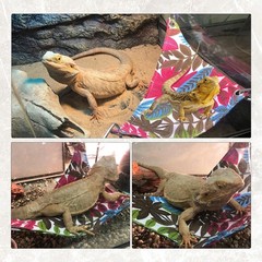 Reptile Climbing Bridge Bamboo Lizard Ladder Bridge Bearded Dragon Hammock