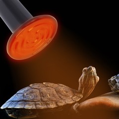 E27 Reptile Animal Ceramic Heating Lamp Infrared Pet Heat Light Lamp -240V