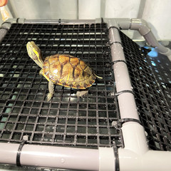 Extra Large Turtle Basking Platform for Aquatic Turtles Tanks Accessories Ramp,
