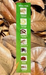 10 Gallons Organic Magnolia Leaves Heat Treated Pet Reptile Vivarium Frog Isopod
