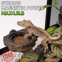 OIIBO Magnetic Gecko Feeding Ledge, Reptile Food Dish