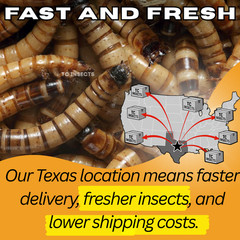 TC INSECTS Live Superworms Feeder Insects for Reptiles Amphibians Birds & More