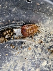 Arenivaga tonkawa Roach “Near San Antonio, Tx”(Tonkawa Sand Roach) 10ct MIXSiZE